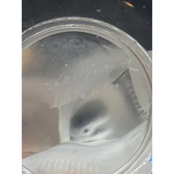 Lalique France Signed Birds Crystal Ring Trinket Dish Deux Colombes Kissing - Picture 9 of 11